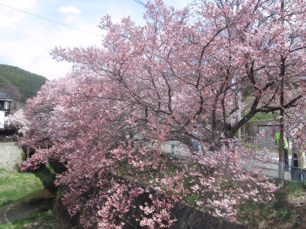 17高遠小彼岸桜 辰野 箕輪 高遠 長野県 の旅行記 ブログ By Camminatore Di Stradaさん フォートラベル 17高遠小彼岸桜 辰野 箕輪 高遠 長野県 の旅行記 ブログ By Camminatore Di Stradaさん フォートラベル