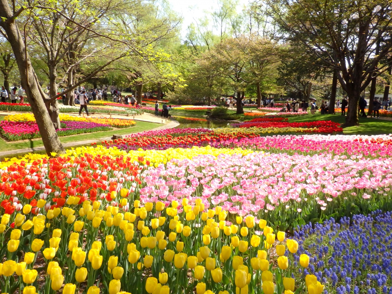 チューリップガーデンが素敵すぎる 昭和記念公園 フラワーフェスティバル19 立川 東京 の旅行記 ブログ By まーやんさん フォートラベル