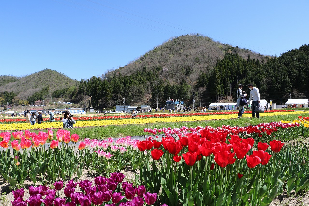 但東チューリップまつりに出かけてきました 出石 但東 兵庫県 の旅行記 ブログ By 旅好き長さんさん フォートラベル