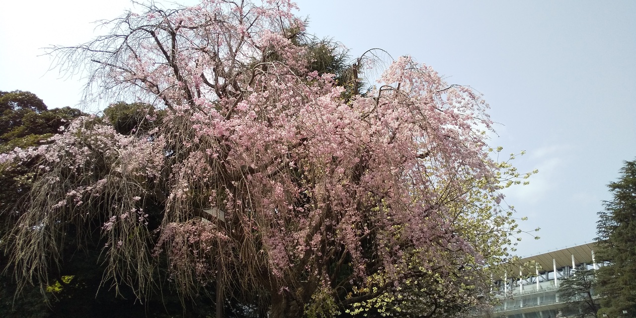 神宮外苑の桜道散歩 青山 東京 の旅行記 ブログ By イケタクさん フォートラベル