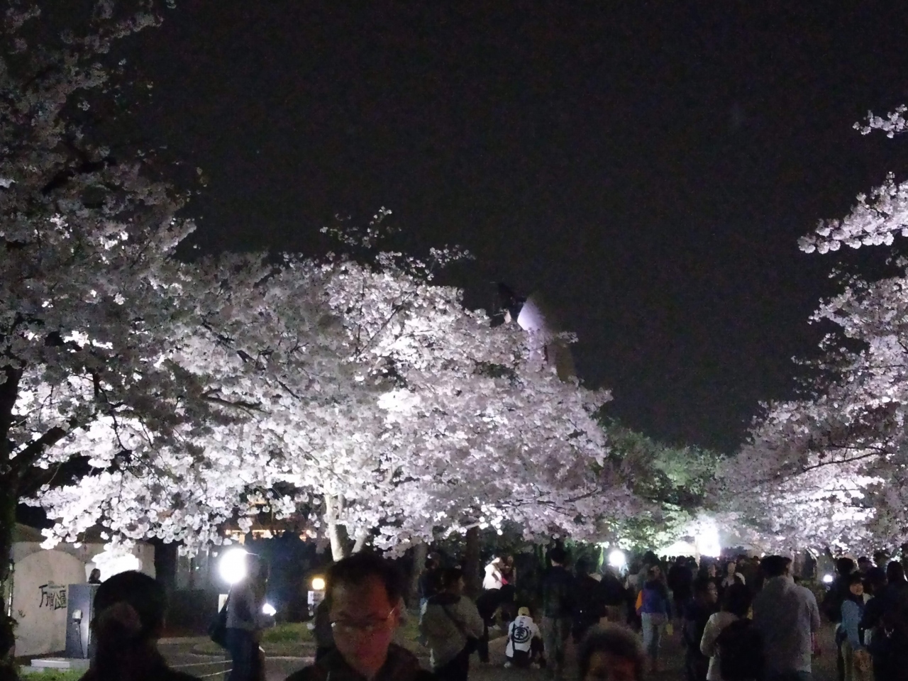 万博公園夜桜閲覧 吹田 万博公園 大阪 の旅行記 ブログ By さささのささささん フォートラベル