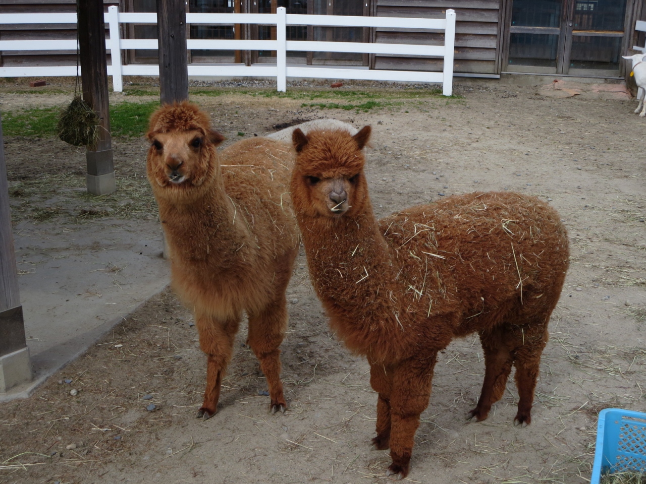 新潟ふれあい動物センター 新潟市 新潟県 の旅行記 ブログ By Mimiさん フォートラベル