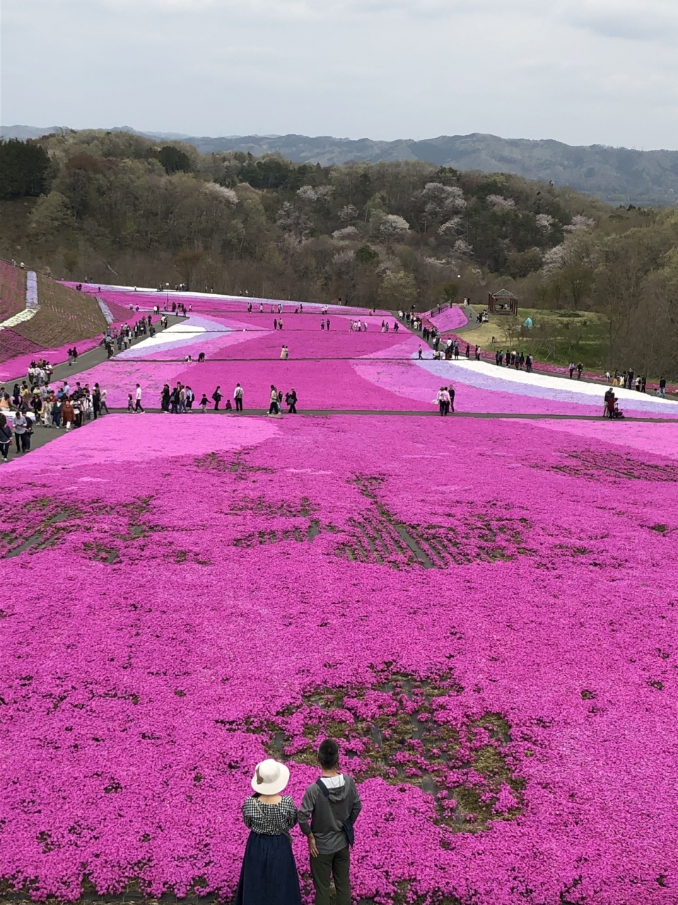 市貝町の芝ざくら 益子 茂木 栃木県 の旅行記 ブログ By Sallyさん フォートラベル