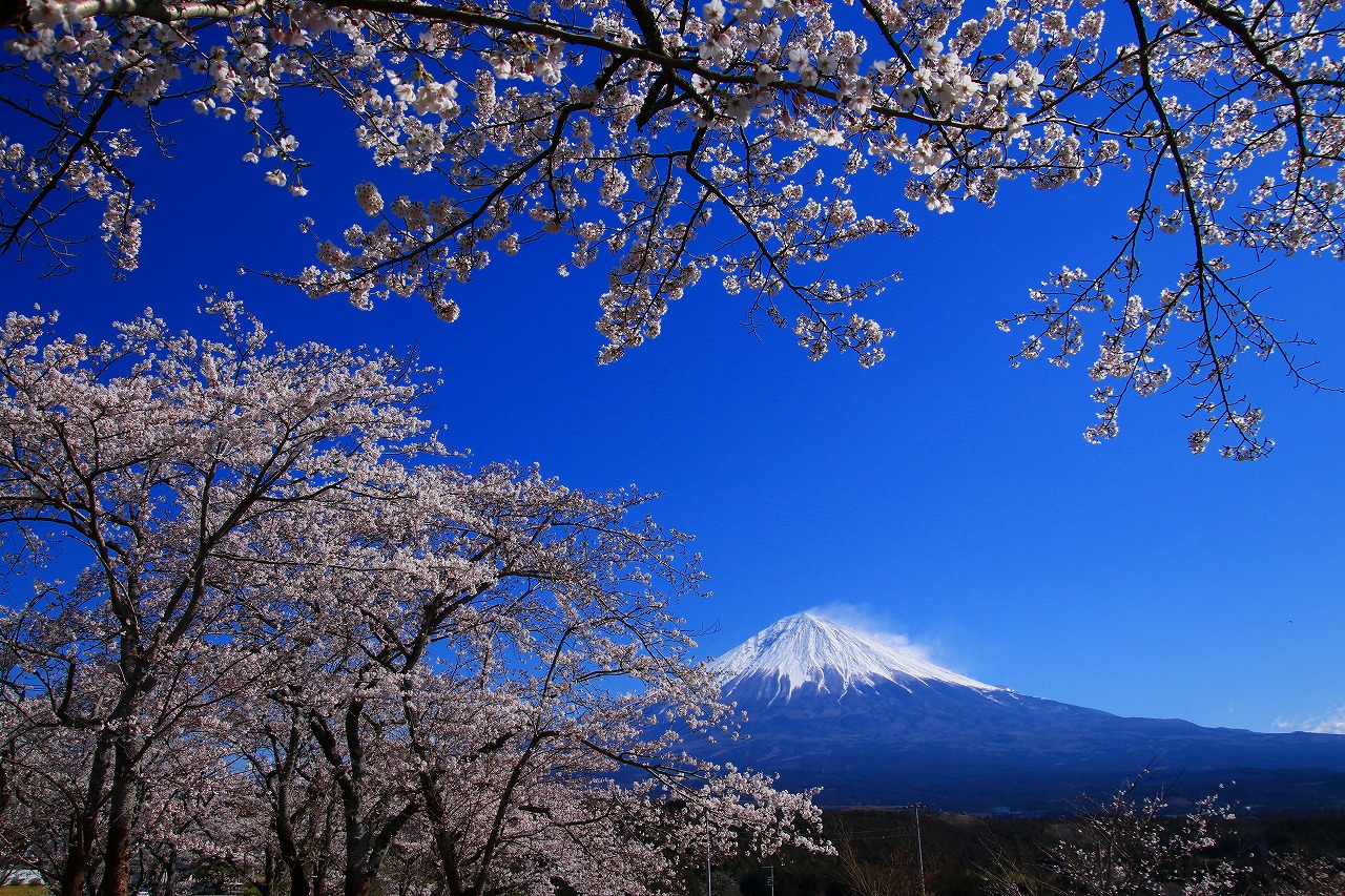 桜紀行 富士宮市の大石寺と富士山本宮浅間大社 富士宮 静岡県 の旅行記 ブログ By ヒゲハゲさん フォートラベル