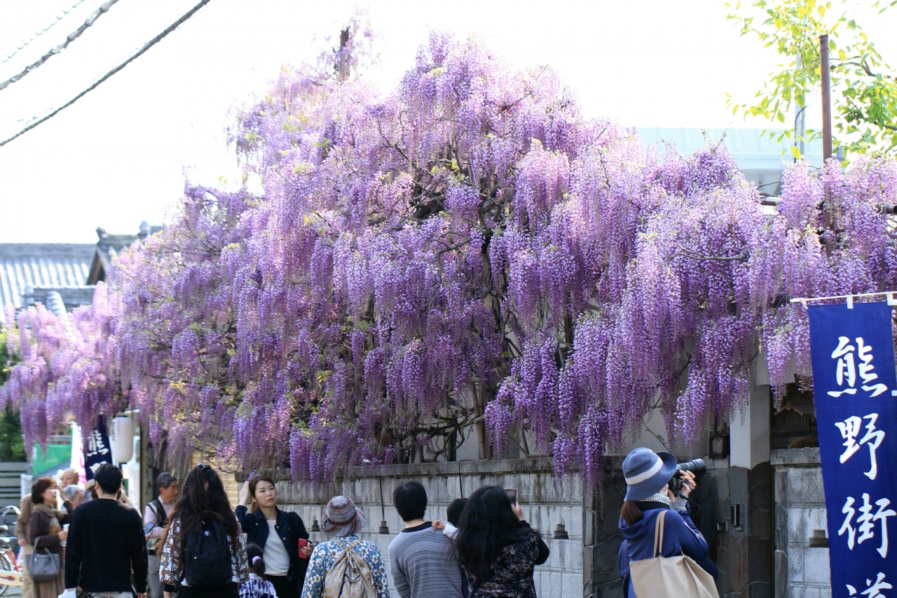 泉南市信達牧野の梶本さん宅の野田藤 関西空港 泉佐野 大阪 の旅行記 ブログ By きよさん フォートラベル 泉南市信達牧野の梶本さん宅の野田藤 関西空港 泉佐野 大阪 の旅行記 ブログ By きよさん フォートラベル