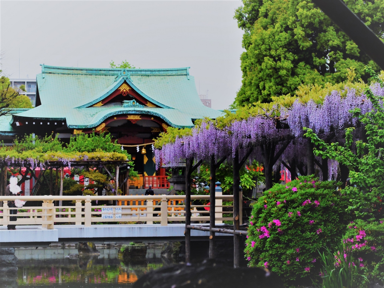 亀戸天神 桜から藤しだれるまで 亀戸 東京 の旅行記 ブログ By Nomadic Dreamさん フォートラベル
