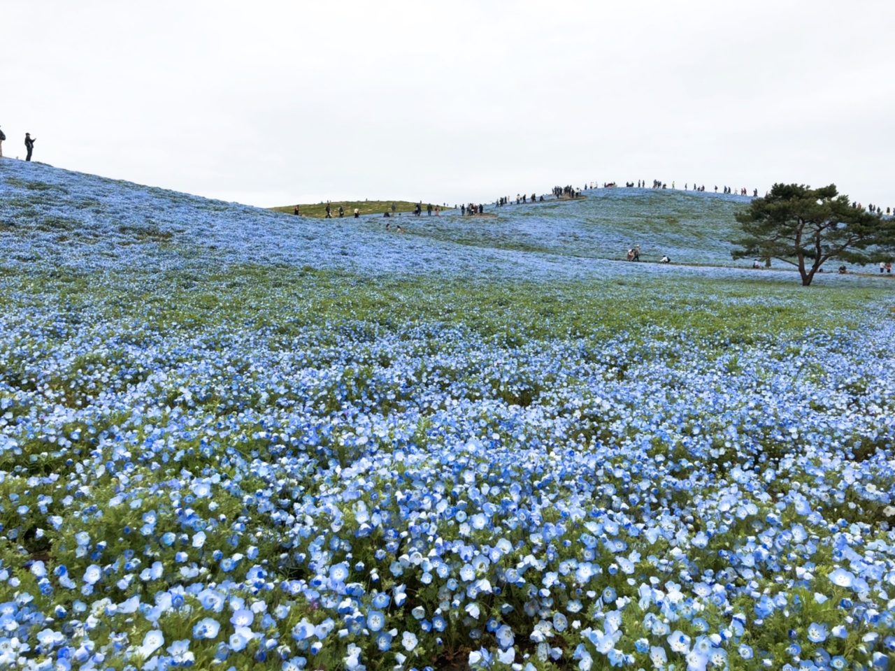 青く染まるネモフィラの丘と色とりどりのチューリップがとても綺麗でした ひたちなか 茨城県 の旅行記 ブログ By あけちさん フォートラベル