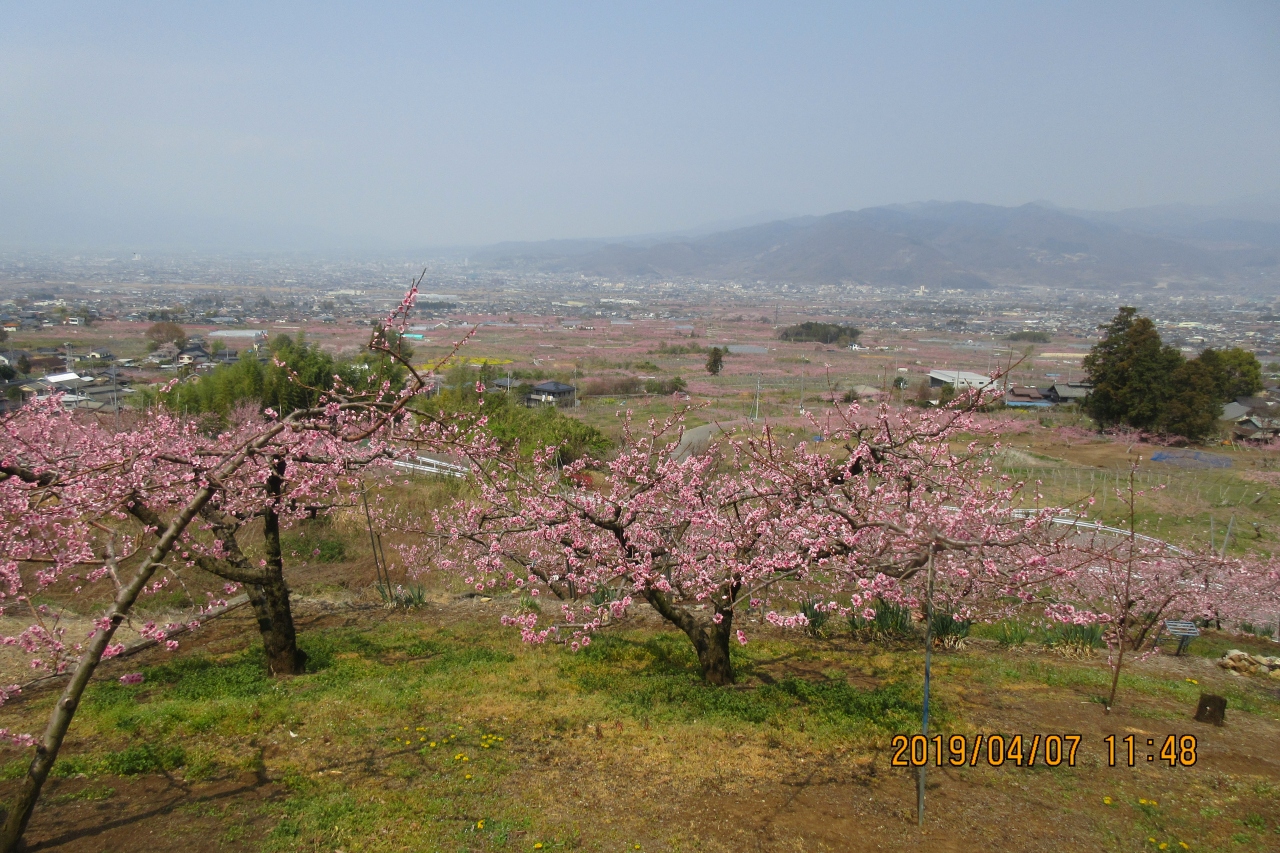 笛吹市 桃源郷お花見ウオーク 笛吹 山梨県 の旅行記 ブログ By Mountさん フォートラベル