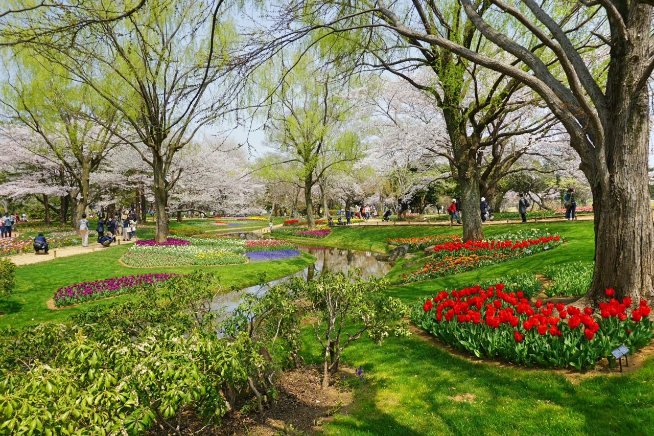 昭和記念公園 満開の桜と本場オランダがモデルのチューリップ ガーデン 立川 東京 の旅行記 ブログ By Comestaiさん フォートラベル