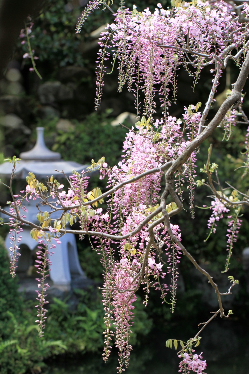 子安地蔵寺の藤 関西花の寺の札所です 見頃でした 高野山周辺 和歌山県 の旅行記 ブログ By きよさん フォートラベル