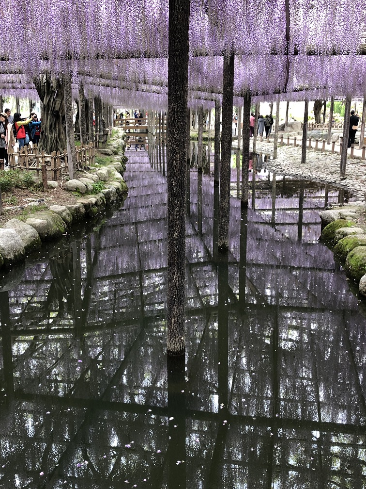 名古屋 天王川公園藤まつりと定光寺駅愛岐トンネル 名古屋 愛知県 の旅行記 ブログ By 桃子さん フォートラベル