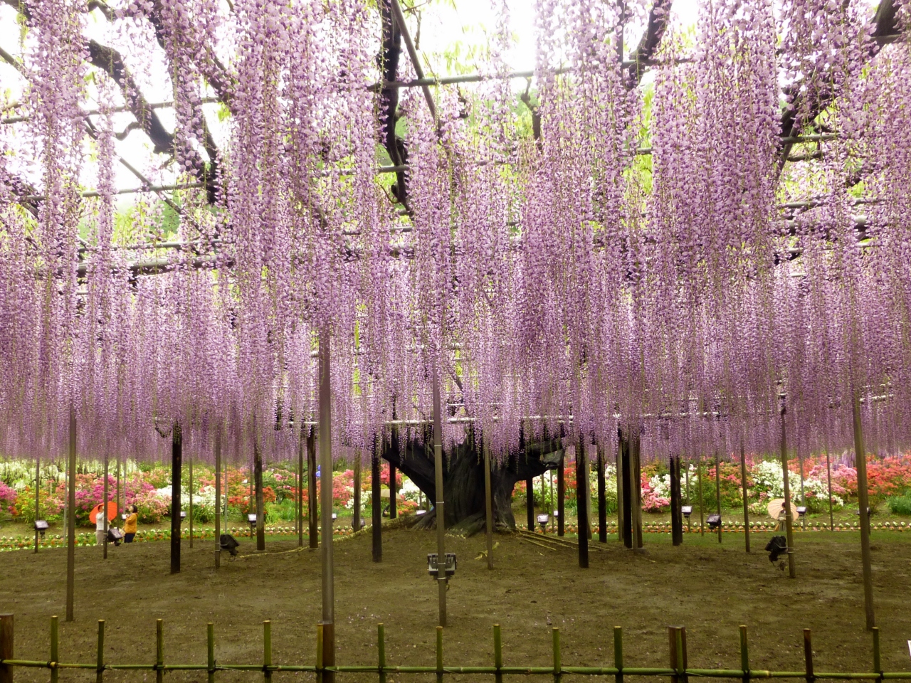 あしかがフラワーパーク 雨でも色鮮やかな花たち 足利 栃木県 の旅行記 ブログ By くうさん フォートラベル あしかがフラワーパーク 雨でも色鮮やかな花たち 足利 栃木県 の旅行記 ブログ By くうさん フォートラベル