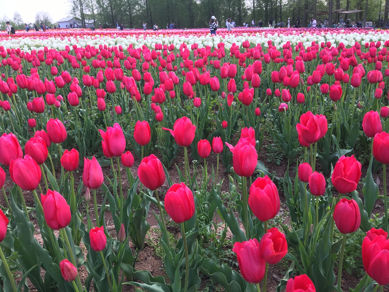 広島 世羅高原農場のチューリップ 世羅 広島県 の旅行記 ブログ By ゆきさん フォートラベル