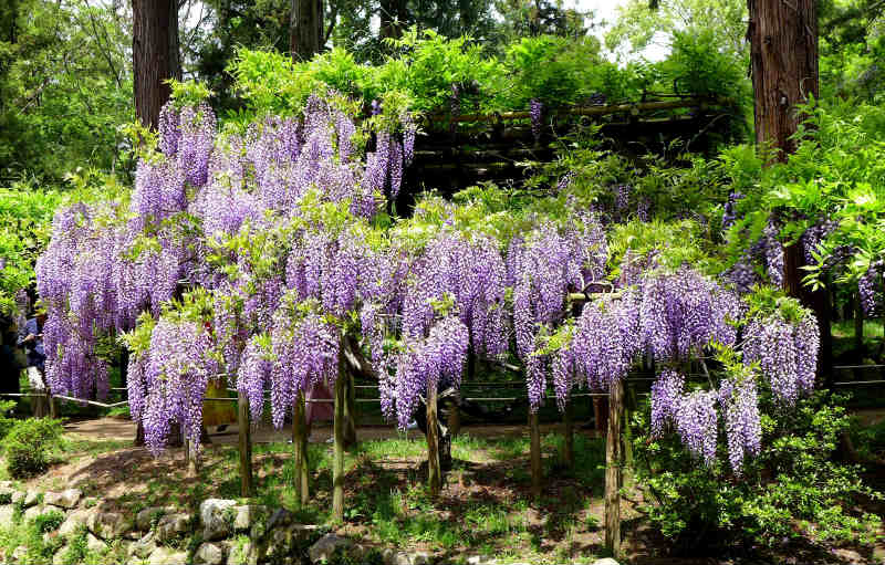 春日花ごよみ 春日大社萬葉植物園 奈良市 奈良県 の旅行記 ブログ By Canadianさん フォートラベル