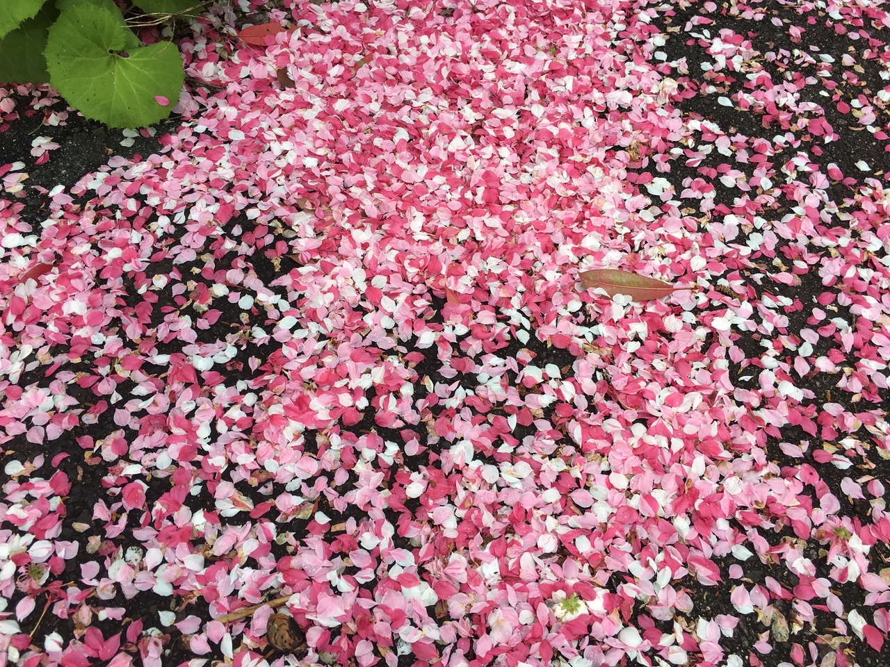 長野 花桃の里 昼神温泉 19 長野県の旅行記 ブログ By そらみさん フォートラベル 長野 花桃の里 昼神温泉 19 長野県の旅行記 ブログ By そらみさん フォートラベル