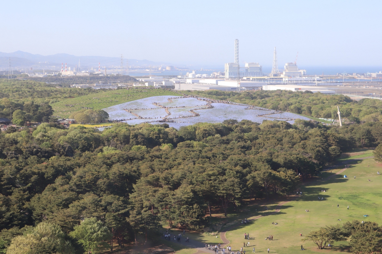 ひたち海浜公園 約450万本のネモフィラが丘一面を青一色に染め上げ 約25万本のチューリップが咲き誇ります ひたちなか 茨城県 の旅行記 ブログ By Yamajiさん フォートラベル