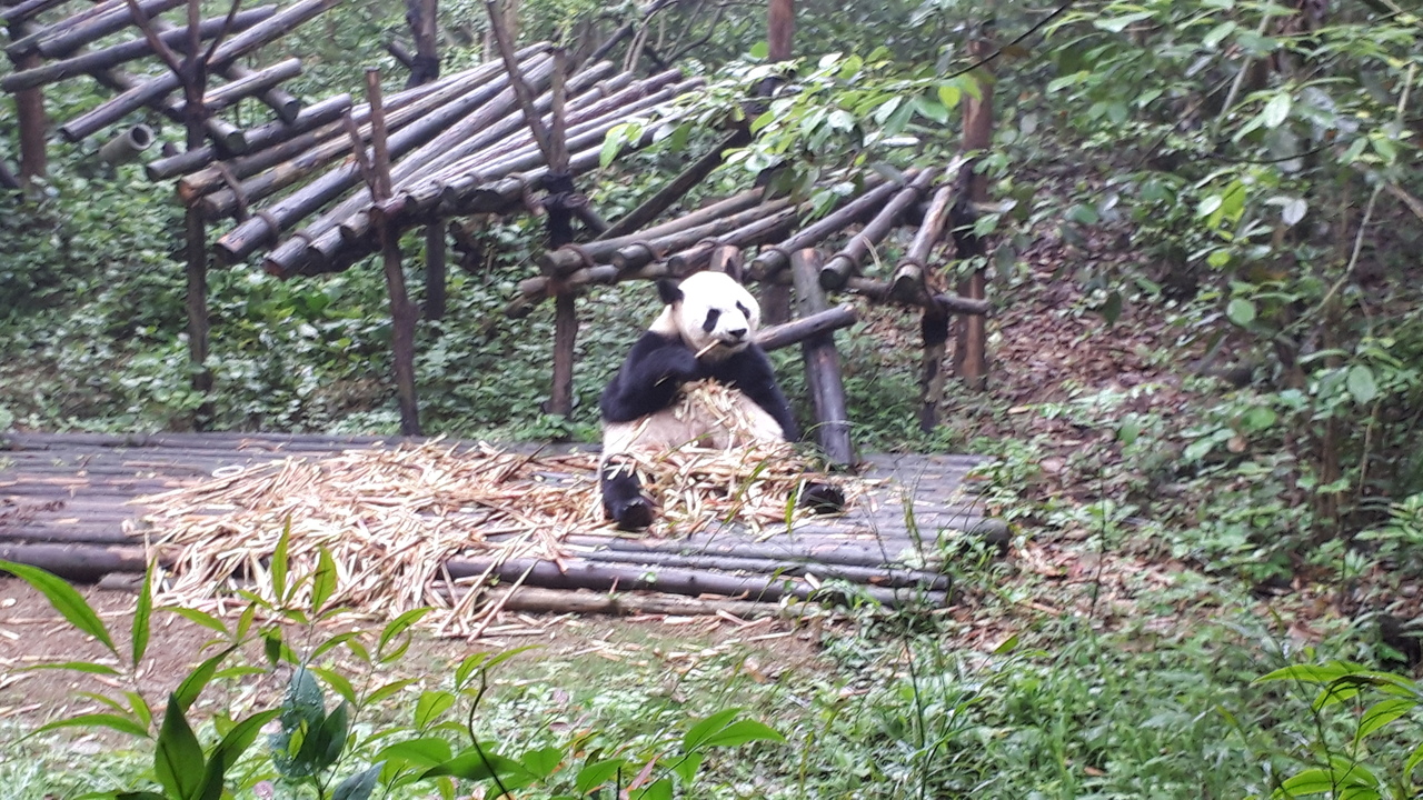 ゴールデンウィーク1人旅 成都で楽しむ歴史 自然 四川料理 パンダ 成都 中国 の旅行記 ブログ By 名もなき社畜さん フォートラベル ゴールデンウィーク1人旅 成都で楽しむ歴史 自然 四川料理 パンダ 成都 中国 の旅行記 ブログ By 名もなき社畜さん フォートラベル