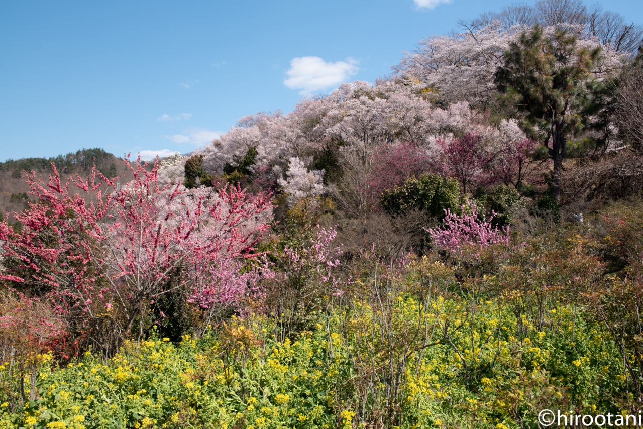 南東北桜5スポット撮影旅行 1 花見山公園 福島市 福島県 の旅行記 ブログ By Hirootaniさん フォートラベル 南東北桜5スポット撮影旅行 1 花見山公園 福島市 福島県 の旅行記 ブログ By Hirootaniさん フォートラベル