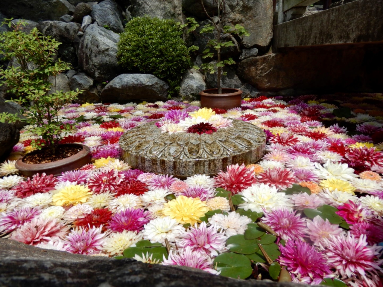 Gw最終日 花と癒しを求めて 岡寺 華の池 水面に浮かぶダリア 飛鳥 奈良県 の旅行記 ブログ By 豚のしっぽさん フォートラベル
