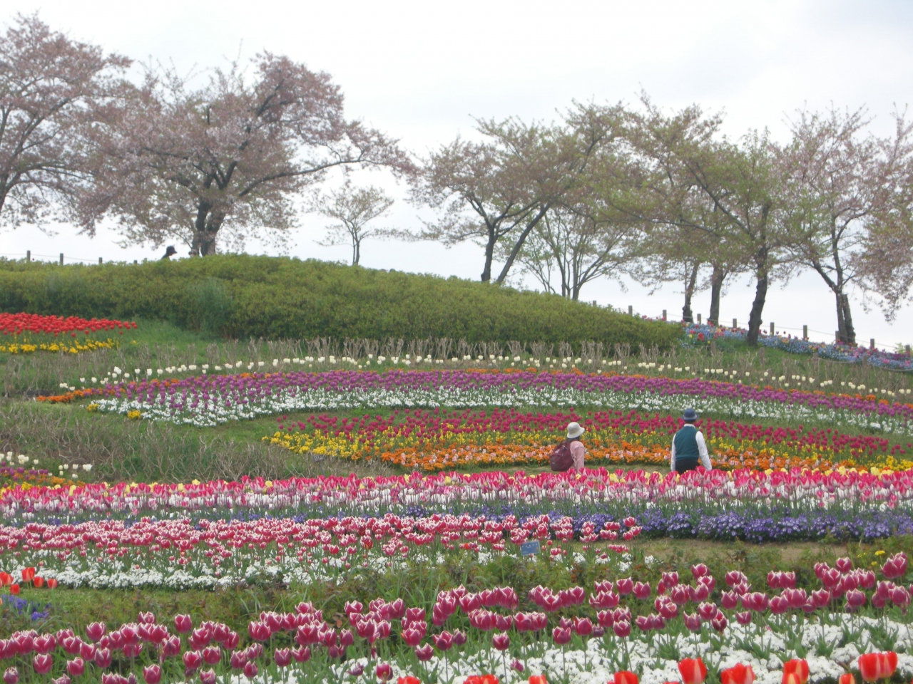 チューリップ満開 馬見丘陵公園にて 奈良県の旅行記 ブログ By Pekoさん フォートラベル