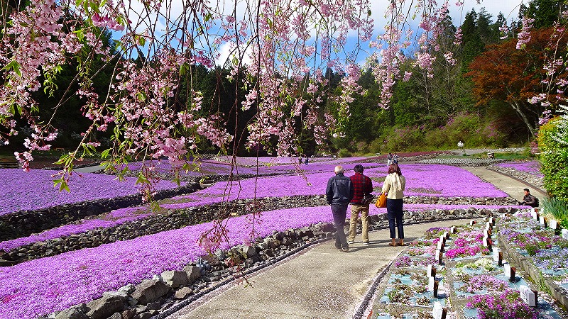 永沢寺の芝桜を見に行きました ０１ 永沢寺の芝桜 上巻 三田 兵庫 兵庫県 の旅行記 ブログ By Hn11さん フォートラベル