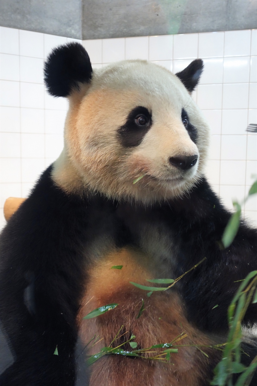 赤ちゃんパンダ彩浜に会いに行こう その2 南紀白浜 和歌山県 の旅行記 ブログ By Sachikoさん フォートラベル 赤ちゃんパンダ彩浜に会いに行こう その2 南紀白浜 和歌山県 の旅行記 ブログ By Sachikoさん フォートラベル