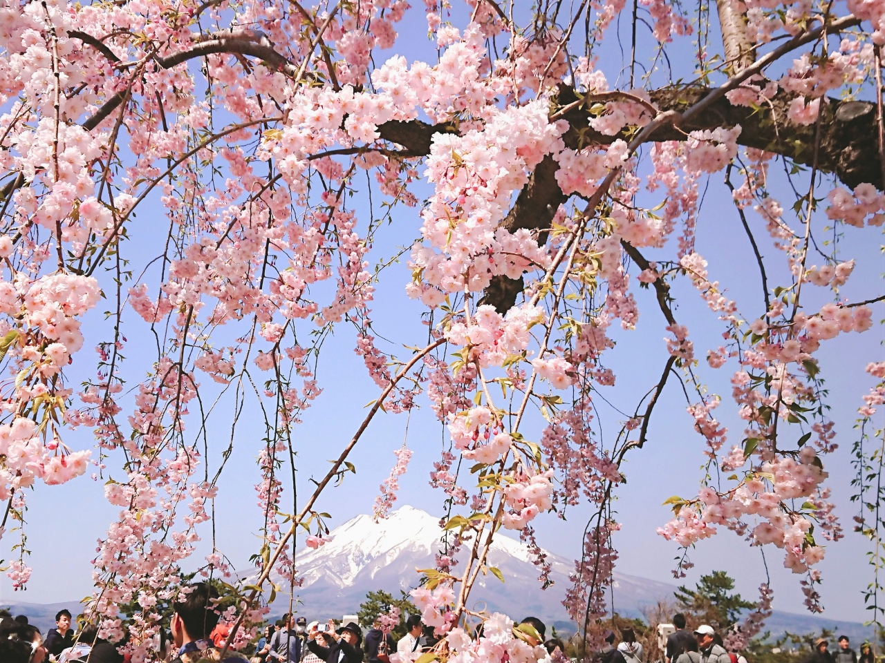 弘前 桜前線を追いかけて 3日目 弘前 青森県 の旅行記 ブログ By りおさん フォートラベル