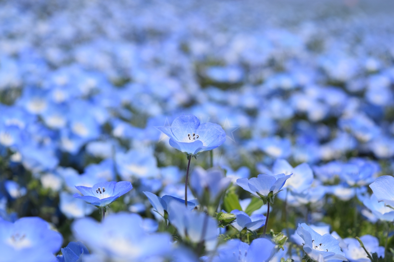 Gw後半 一面のネモフィラブルーを満喫 ひたちなか 茨城県 の旅行記 ブログ By 桜 さん フォートラベル