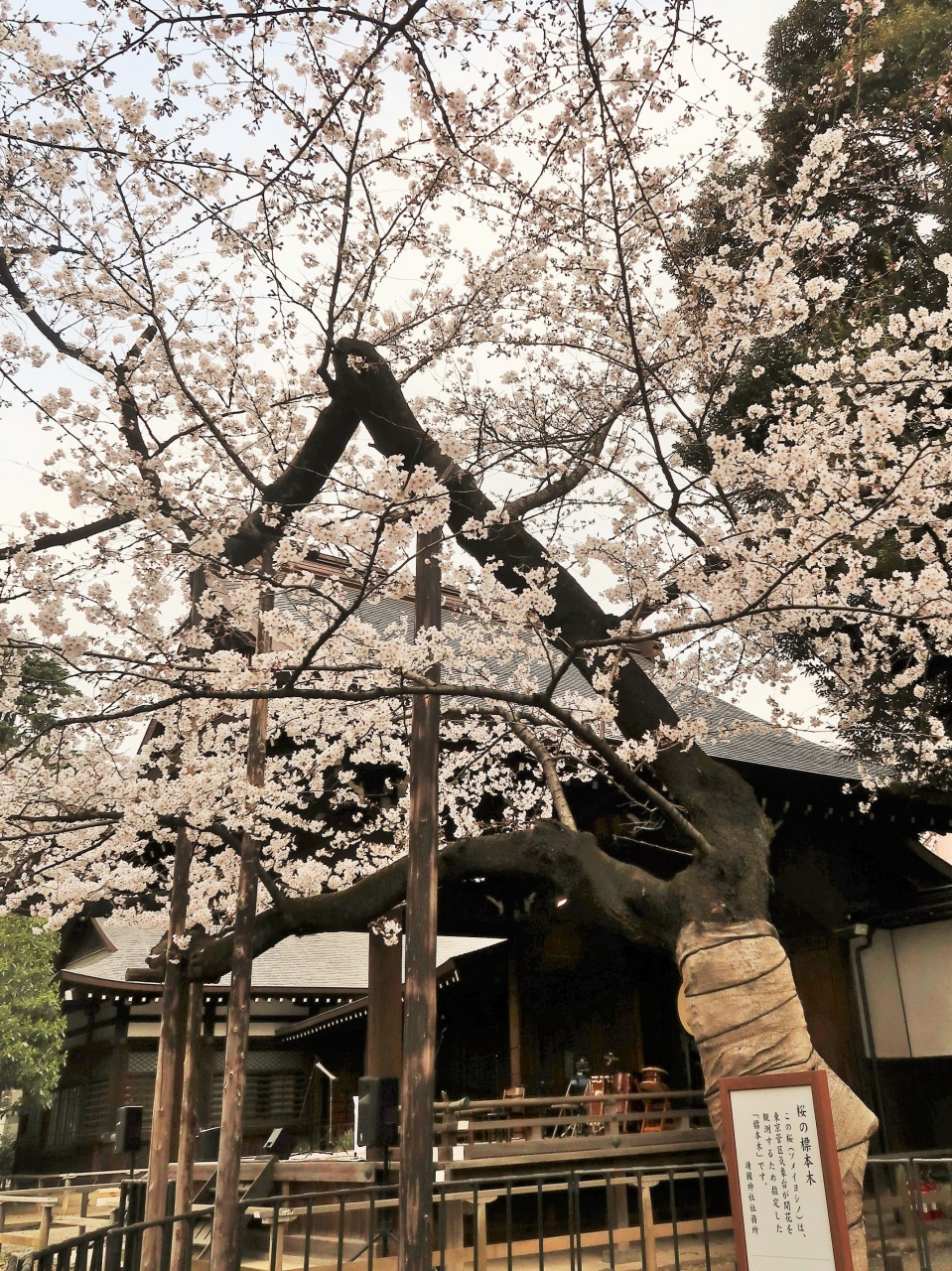 都内桜名所 7 靖国神社 桜の標本木 撮影スポット大人気 東京の開花宣言を判定 市ヶ谷 東京 の旅行記 ブログ By マキタン2さん フォートラベル 都内桜名所 7 靖国神社 桜の標本木 撮影スポット大人気 東京の開花宣言を判定 市ヶ谷 東京 の旅行記 ブログ By マキタン2さん フォートラベル