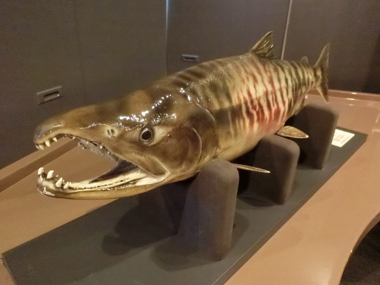 18 5月 札幌ライラック祭遠征 出発 サケのふるさと館 千歳 新千歳空港 北海道 の旅行記 ブログ By Spitfirebuzz90さん フォートラベル