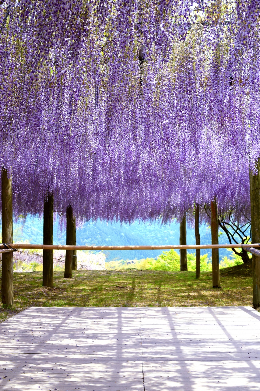 インスタ映えの花園 河内藤園 戸畑 八幡 黒崎 福岡県 の旅行記 ブログ By Sakoさん フォートラベル