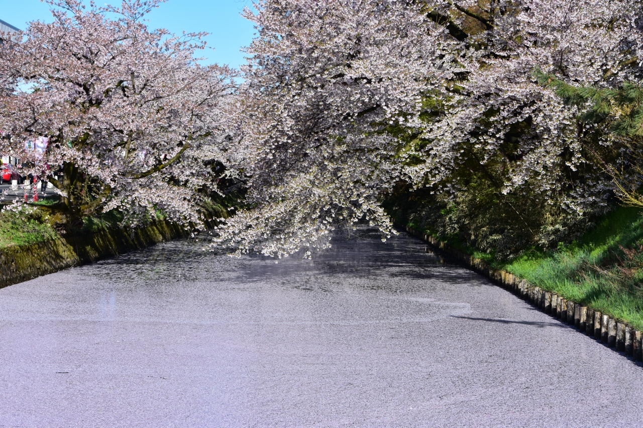 弘前さくらまつりで花筏 東北遠征2日目午前 弘前 青森県 の旅行記 ブログ By Yama555さん フォートラベル