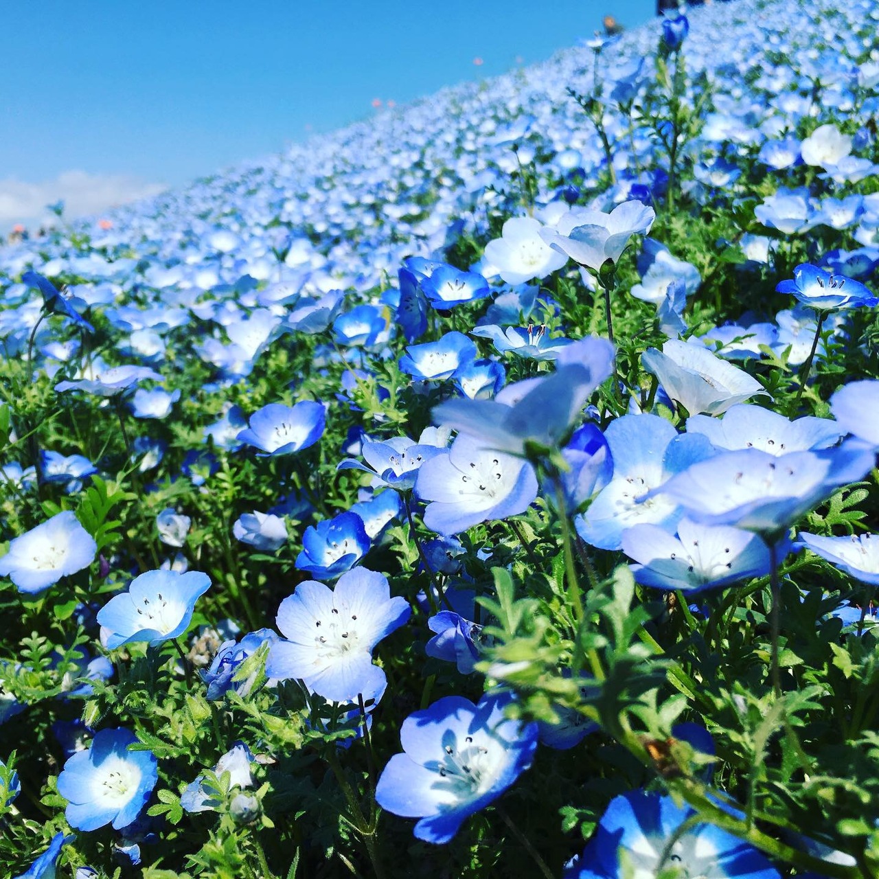 19 ひたち海浜公園gwのネモフィラの丘 ひたちなか 茨城県 の旅行記 ブログ By Minmiさん フォートラベル