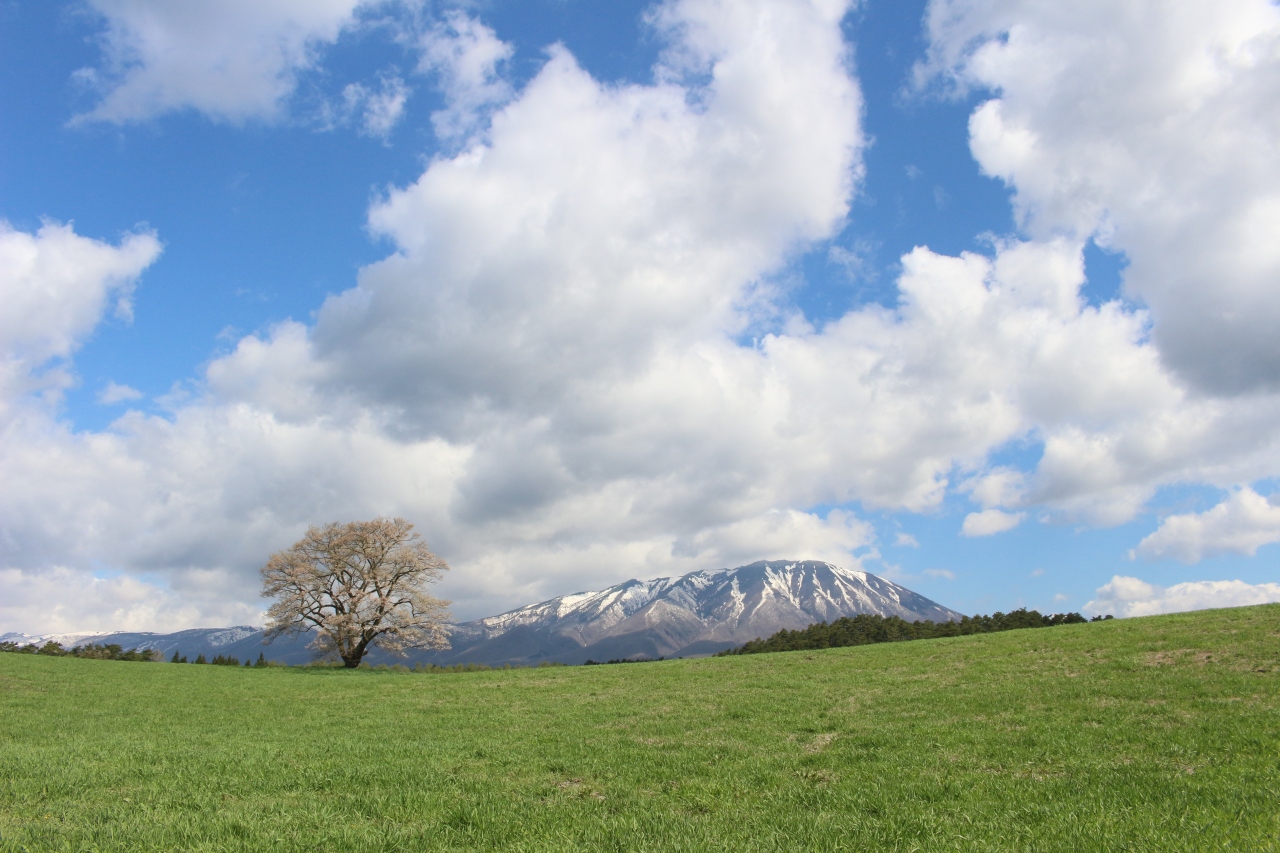 小岩井農場の一本桜のリベンジと 北山崎の景観と あまちゃんロケ地 最後にハイジのような景色が見れました 小岩井 岩手県 の旅行記 ブログ By 天空の城さん フォートラベル