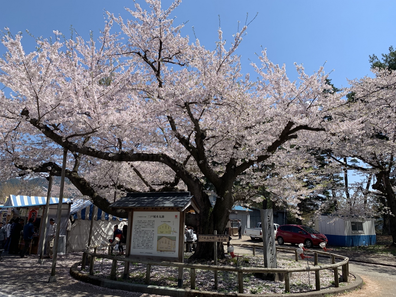 201904-05GW-03_三戸城跡の桜と田子牛ランチ Sakura in Sannohe (Aomori)