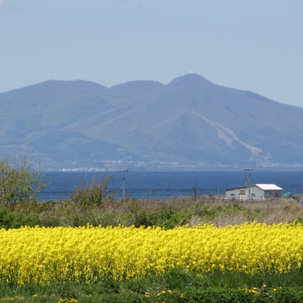今が見頃 日本最大の菜の花畑 陸奥横浜 下北半島 青森県 の旅行記 ブログ By 木山 春生さん フォートラベル