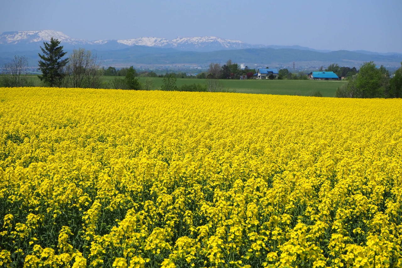 ３回目の菜の花まつり 今年も鮮やか菜の花イエロー 滝川 北海道 の旅行記 ブログ By メープルandショコラさん フォートラベル