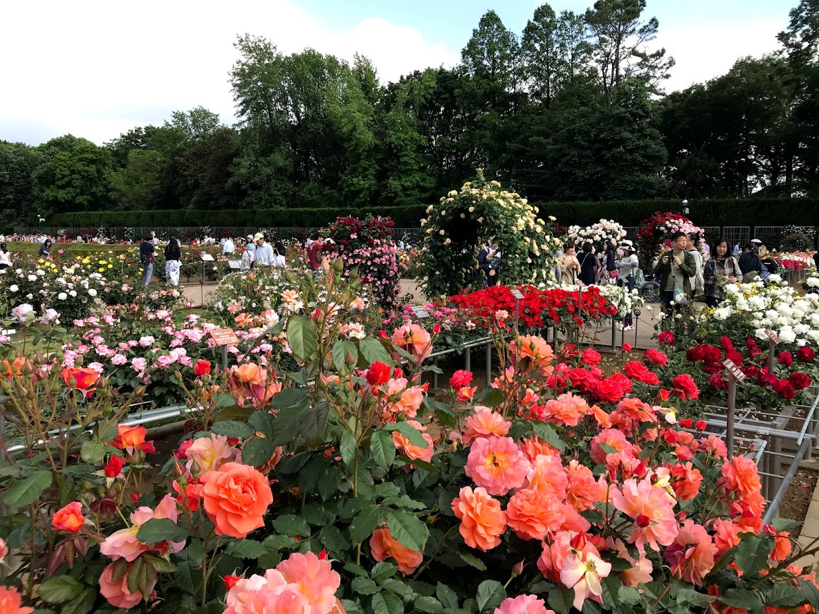 神代植物公園 春のバラフェスタ 調布 狛江 東京 の旅行記 ブログ By Samsoさん フォートラベル