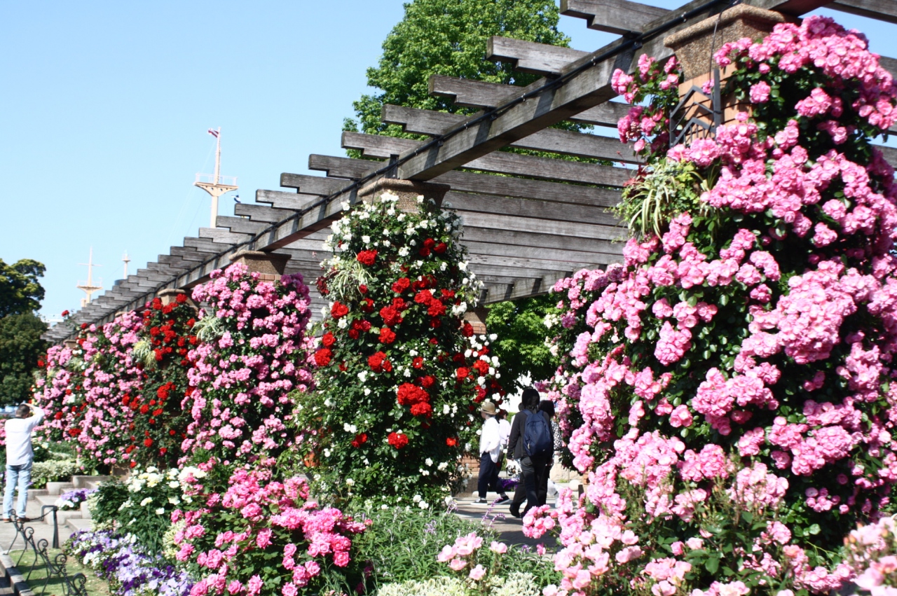 薔薇の季節の横浜 横浜 神奈川県 の旅行記 ブログ By Ruby14さん フォートラベル