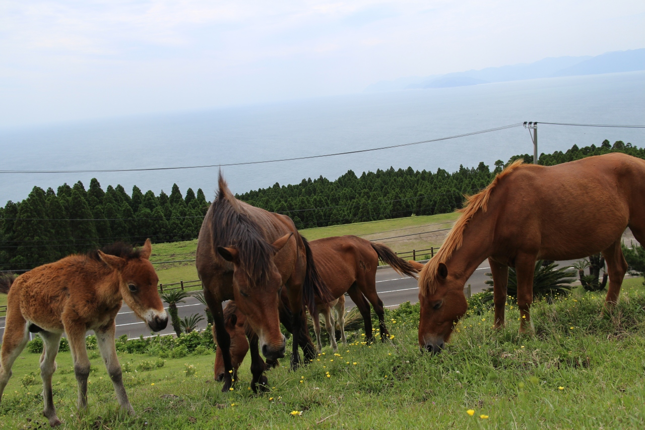 絶景しかない 宮崎 岬の野生ウマが動じなくてウマく進めない 後編 都井岬 串間 宮崎県 の旅行記 ブログ By さとぴ さん フォートラベル