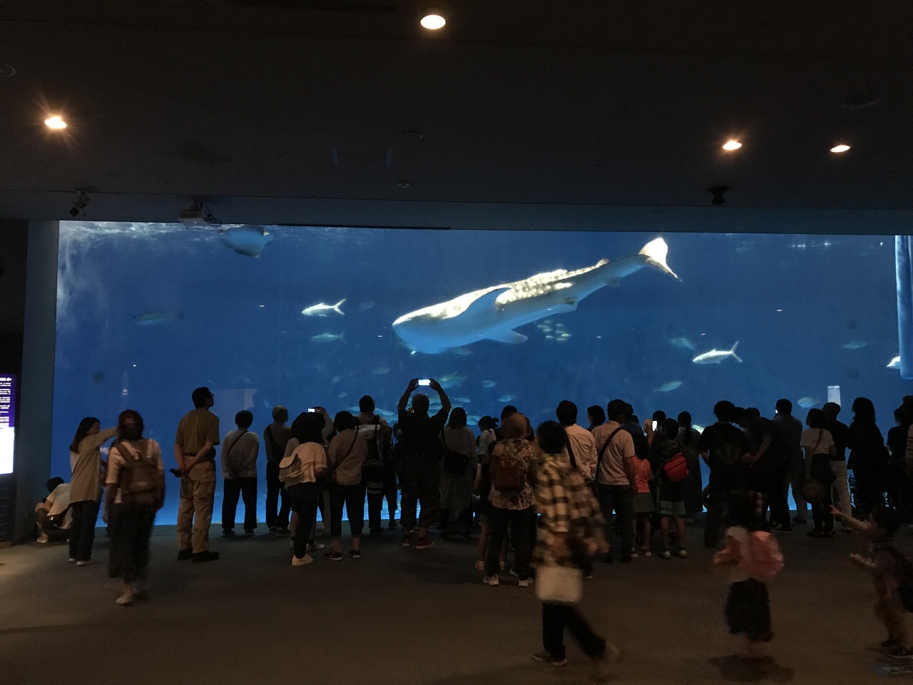 水族館 鹿児島 いおワールドかごしま水族館｜観光スポット｜鹿児島県観光サイト/かごしまの旅