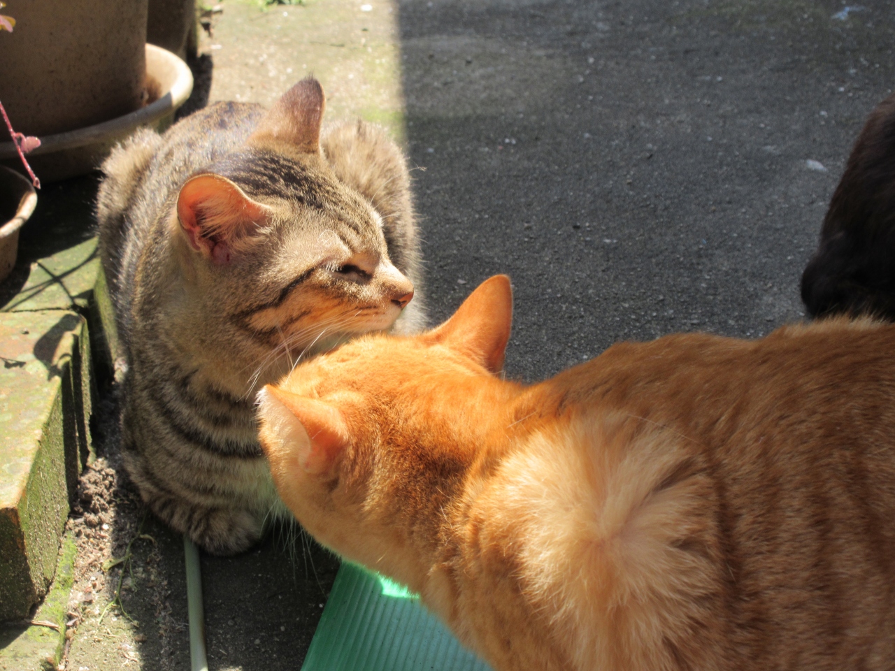 Gw 香川 徳島パワーをもらう旅 ２日目瀬戸内讃岐広島の猫と高松散策 丸亀 宇多津 多度津 香川県 の旅行記 ブログ By Yuririnさん フォートラベル