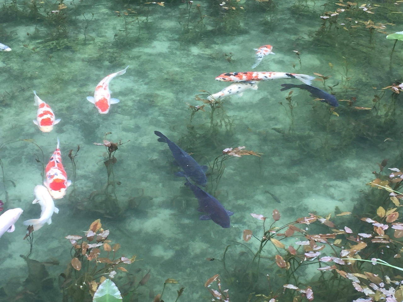 岐阜3泊ドライブ ② この目で 確かめないと モネの池』関(岐阜県)の