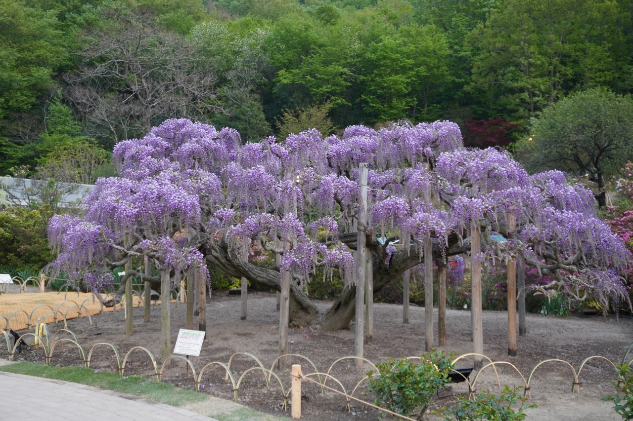 足利フラワーパーク 大藤見頃には早く 足尾 栃木県 の旅行記 ブログ By だいこくさん フォートラベル 足利フラワーパーク 大藤見頃には早く 足尾 栃木県 の旅行記 ブログ By だいこくさん フォートラベル