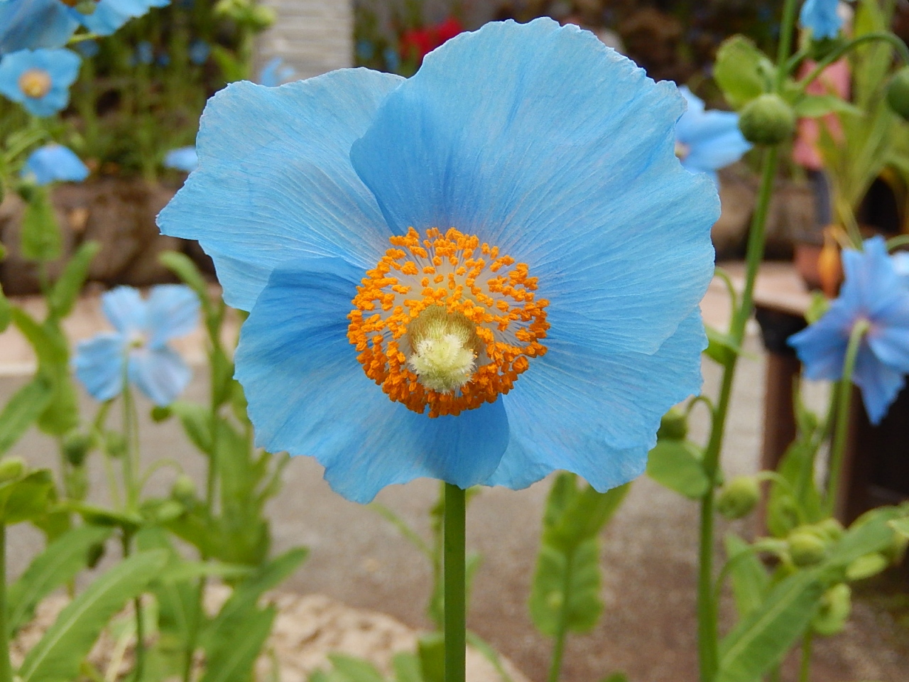 令和元年も箱根温泉旅行をしました 湿性花園 2 青いケシの花 ブルーポピー を見る 仙石原 神奈川県 の旅行記 ブログ By Tsunetaさん フォートラベル