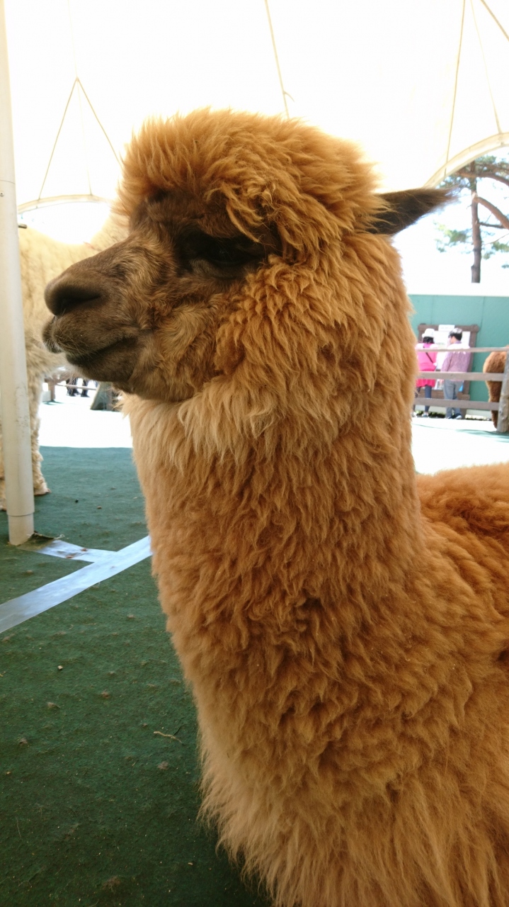日帰りでアルパカと甘い物 八ヶ岳と甲府うろうろ 長野県の旅行記 ブログ By 柴犬さん フォートラベル