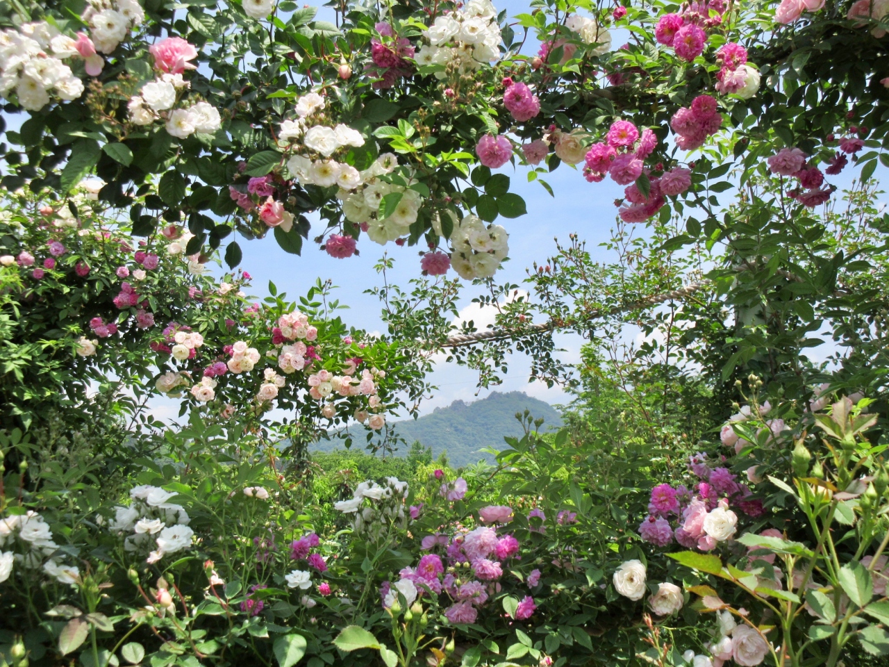 Rose Garden 19 前橋 群馬県 の旅行記 ブログ By Okushitwさん フォートラベル