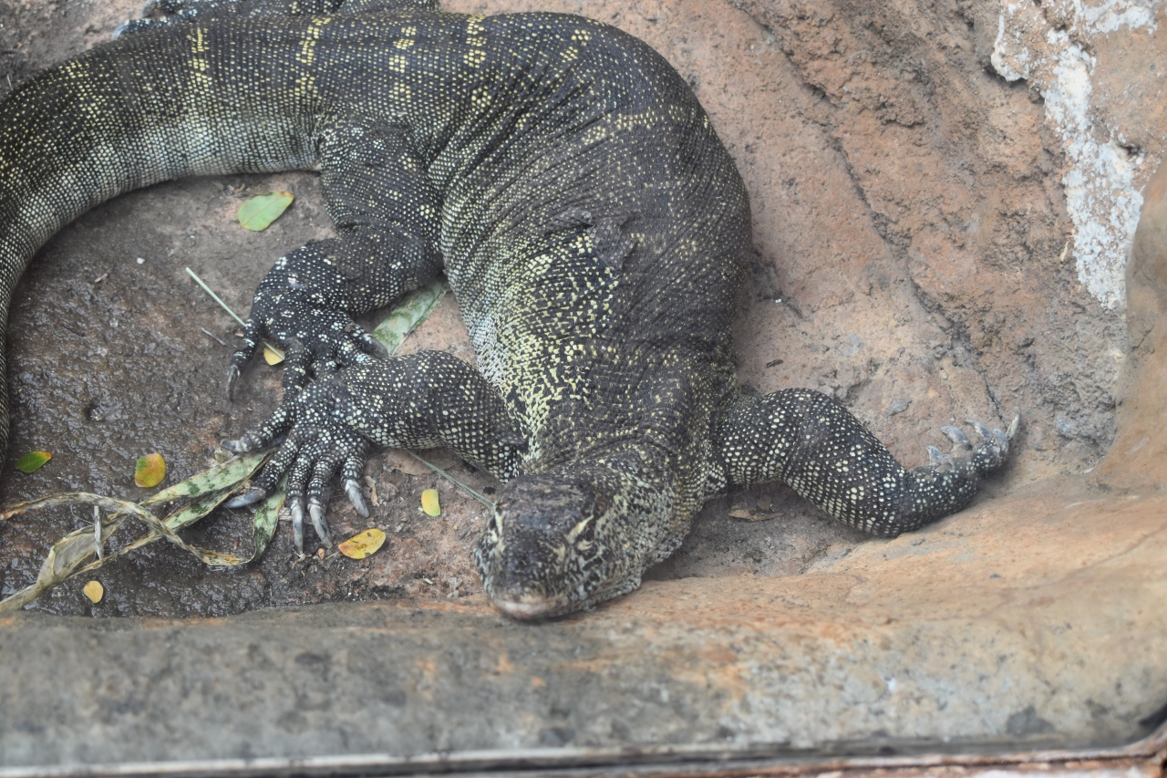 ワイキキ動物園で見た動物 ２０１９ ハワイ オアフ島 ホノルル ハワイ の旅行記 ブログ By 薔薇の咲く庭さん フォートラベル
