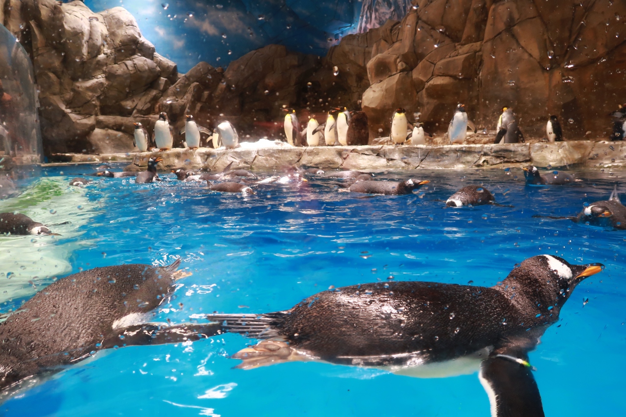 香港 年パスを取りに 海洋公園ocean Park 香港 香港 の旅行記 ブログ By 熱帯魚さん フォートラベル