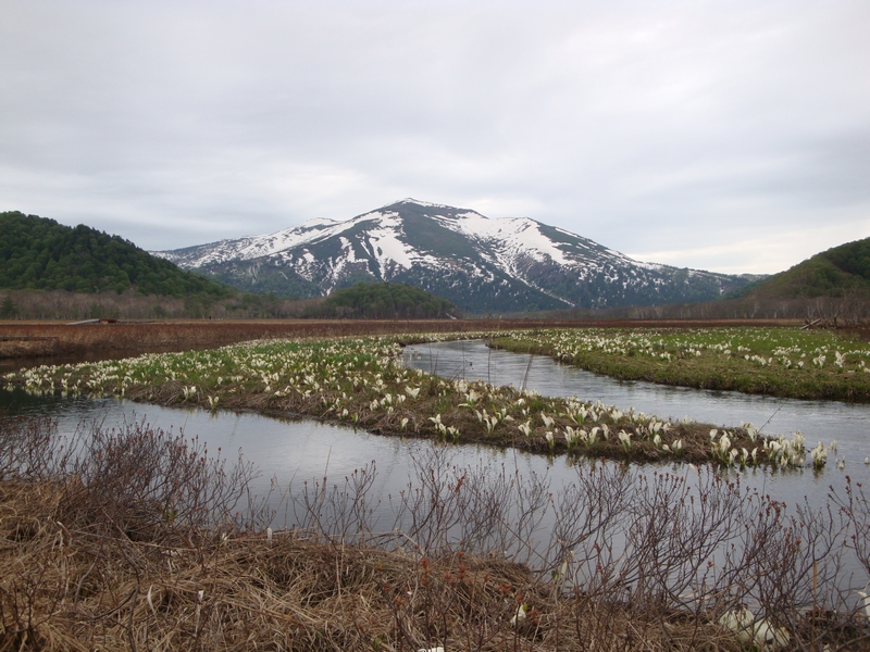 連載 2019年５月 尾瀬水芭蕉の旅 ７ 尾瀬沼沼尻から長蔵小屋 ビールぐびぐび はいもちろん 武尊 尾瀬 片品 群馬県 の旅行記 ブログ By Reinheitsgebotさん フォートラベル